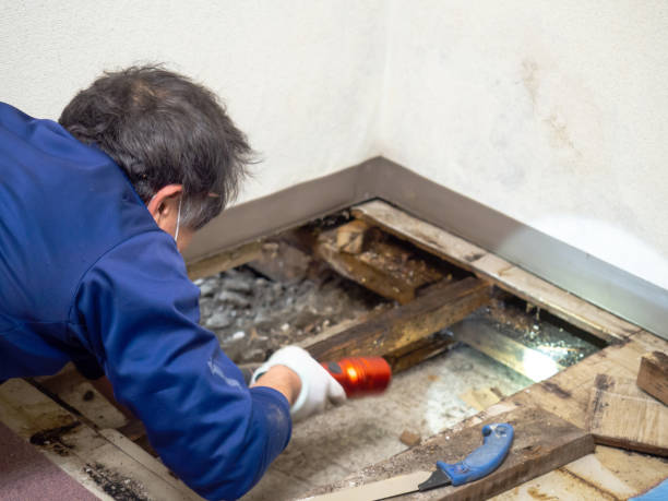 Best Affordable Mold Removal  in Raven, VA