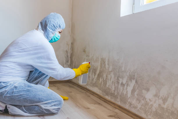 Best Mold Testing  in Raven, VA