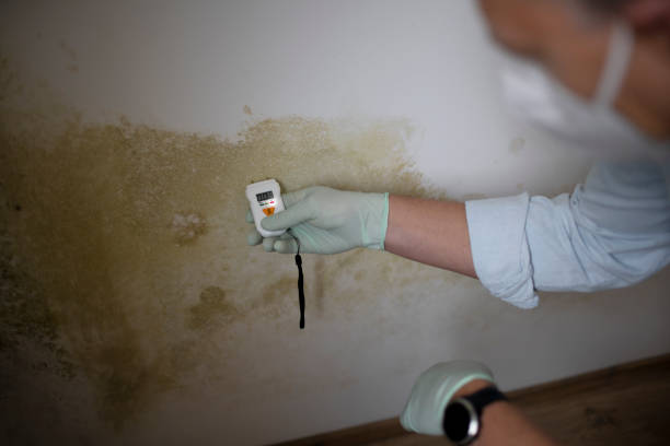 Mold Removal Process in Raven, VA