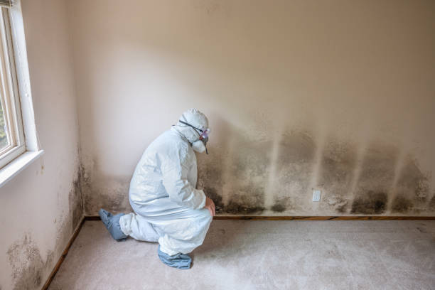 Best Same-Day Mold Removal  in Raven, VA
