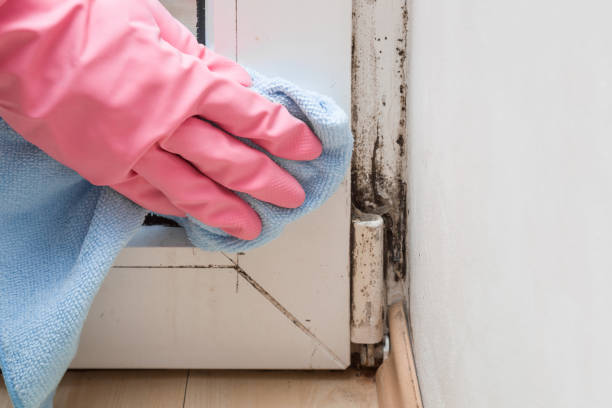 Best Mold Cleaning Services  in Raven, VA