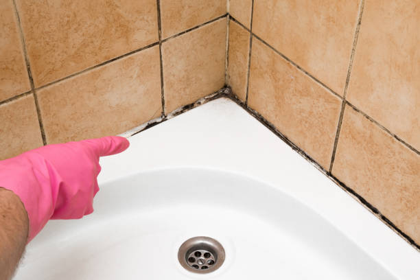 Best Certified Mold Removal  in Raven, VA
