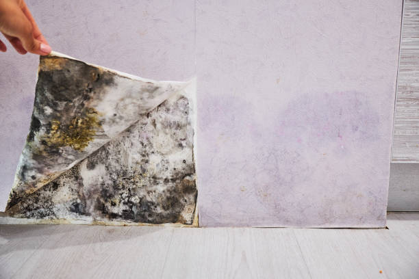 Best Emergency Mold Removal  in Raven, VA